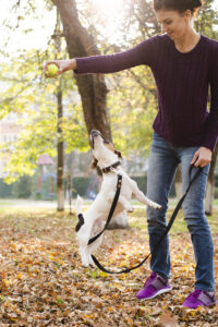 leather loop leads for dogs