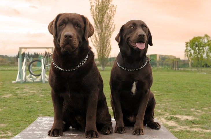 Show Dog Collar